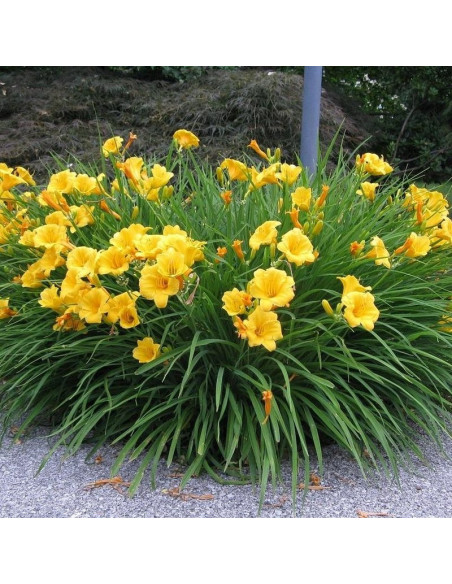 Stella De Oro Liliowiec Hemerocallis