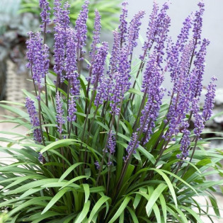 Big Blue Liriope szafirkowata Liriope muscari