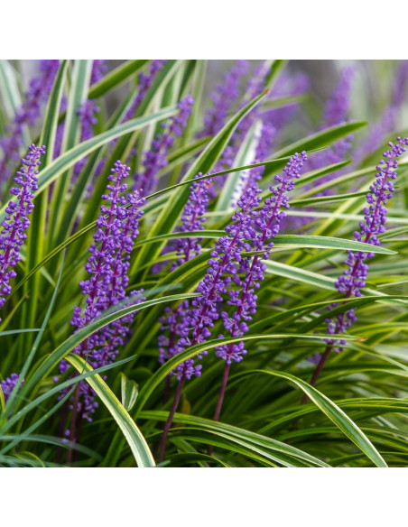 Liriope szafirkowata Big Blue Liriope muscari