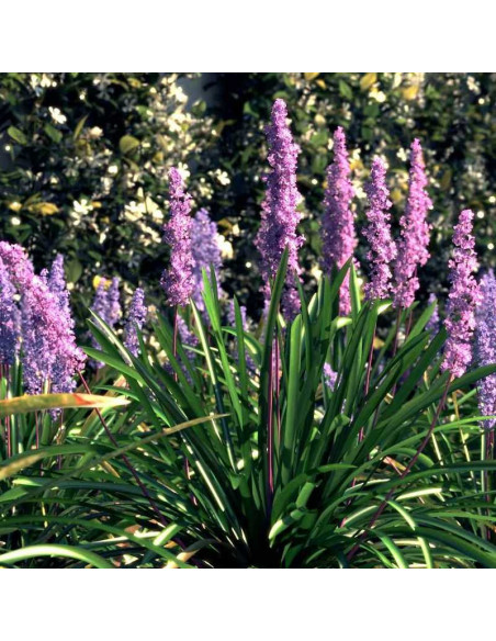 Liriope muscari Liriope szafirkowata Big Blue