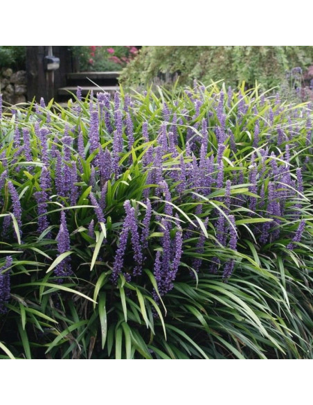 Ingwersen Liriope szafirkowata Liriope muscari