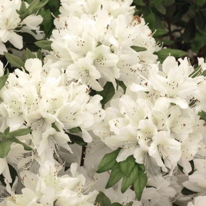 Azalia japońska Schneewitchen Rhododendron obtusum