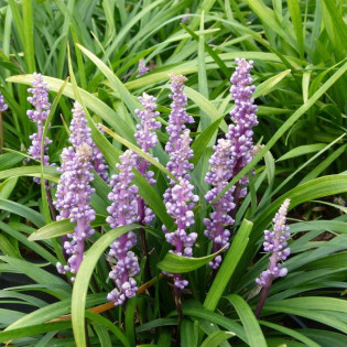 Ingwersen Liriope szafirkowata Liriope muscari 2