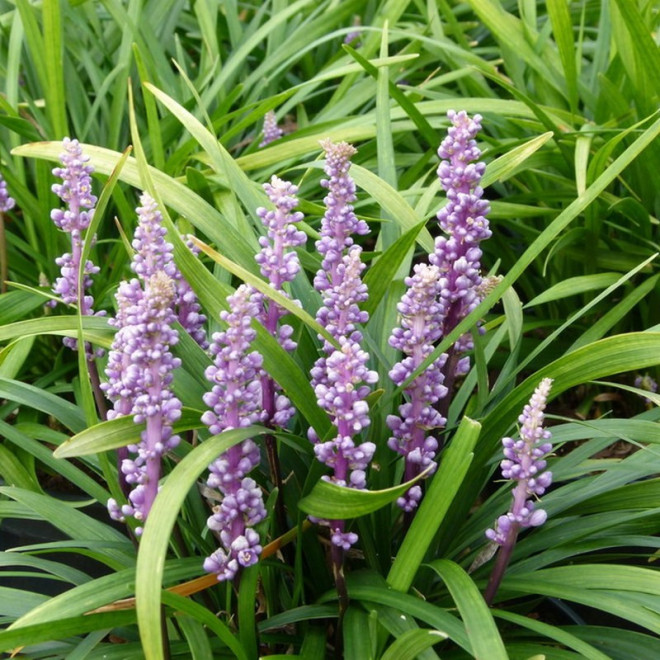 Liriope szafirkowata Ingwersen Liriope muscari