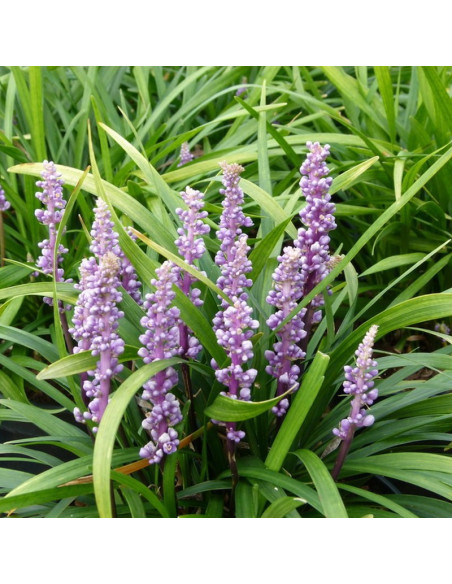 Liriope szafirkowata Ingwersen Liriope muscari