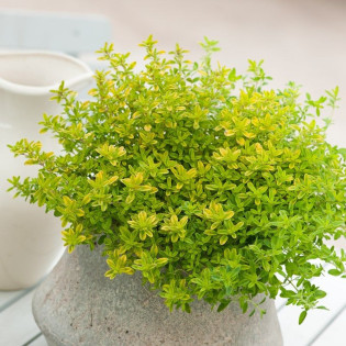 Macierzanka cytrynowa Aureus Thymus citriodorus