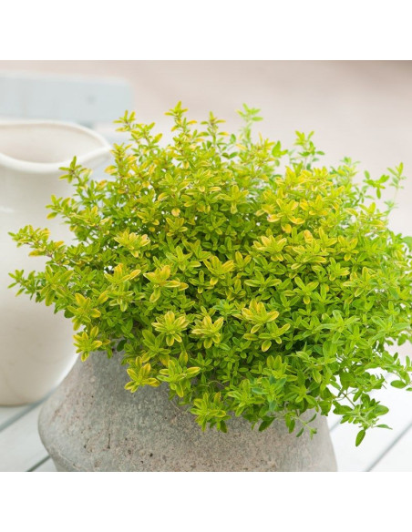 Macierzanka cytrynowa Aureus Thymus citriodorus