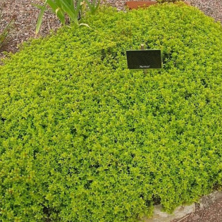 Macierzanka cytrynowa Aureus Thymus citriodorus 2