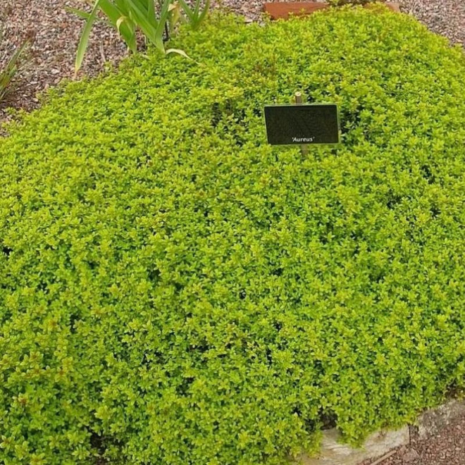 Aureus Macierzanka cytrynowa Thymus citriodorus