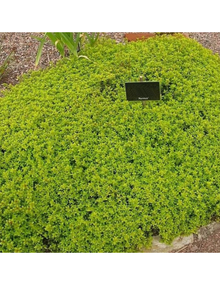 Aureus Macierzanka cytrynowa Thymus citriodorus