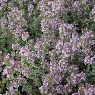 Macierzanka cytrynowa Silver Queen Thymus citriodorus