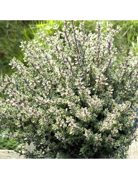 Silver Queen Macierzanka cytrynowa Thymus citriodorus