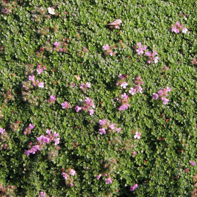 Macierzanka piaskowa Thymus serpyllum