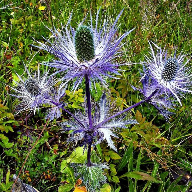 Eryngium alpinum Mikołajek alpejski