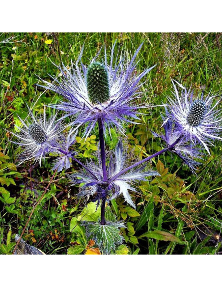 Eryngium alpinum Mikołajek alpejski
