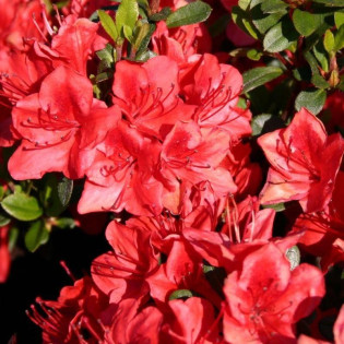 Azalia japońska Stretto Rhododendron obtusum