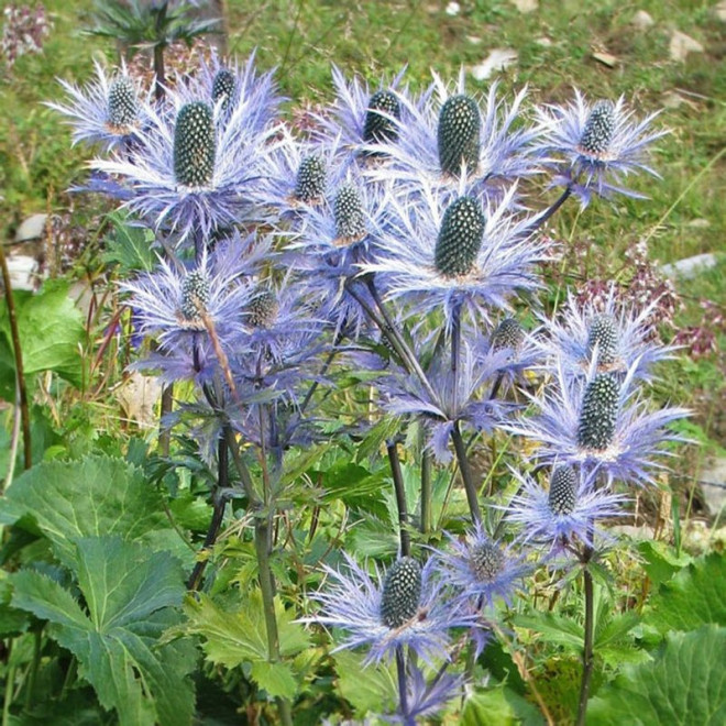 Mikołajek alpejski Eryngium alpinum