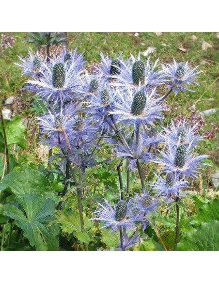 Mikołajek alpejski Eryngium alpinum