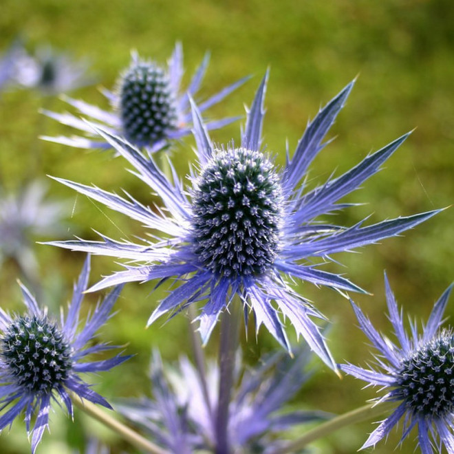 Mikołajek płaskolistny Eryngium planum