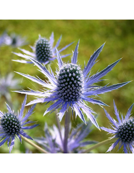 Mikołajek płaskolistny Eryngium planum