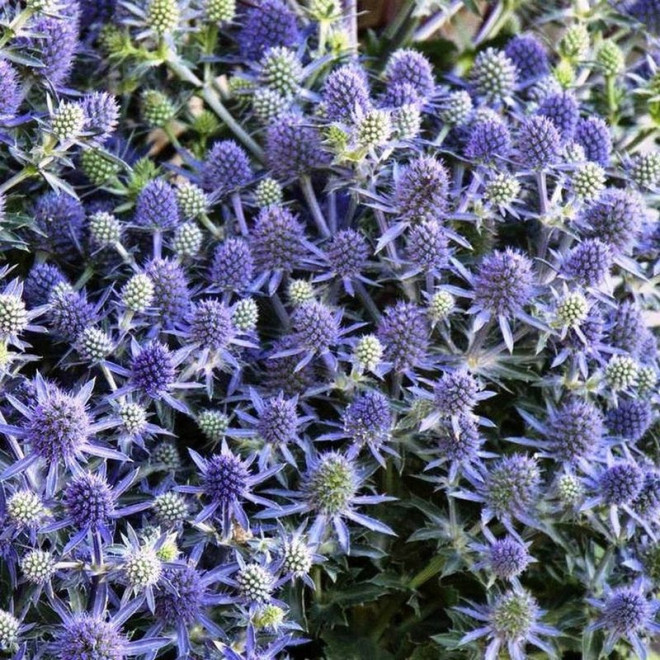 Eryngium planum Mikołajek płaskolistny