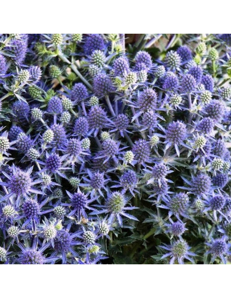 Eryngium planum Mikołajek płaskolistny
