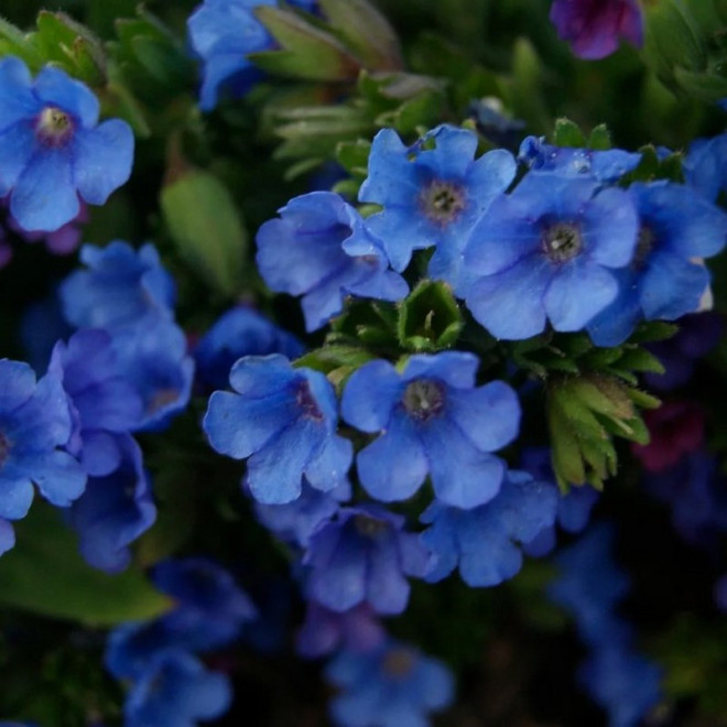 Miodunka wąskolistna Blue Ensign Pulmonaria