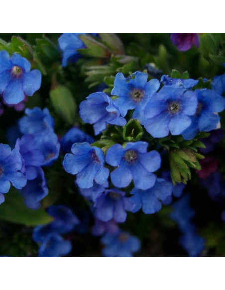 Miodunka wąskolistna Blue Ensign Pulmonaria
