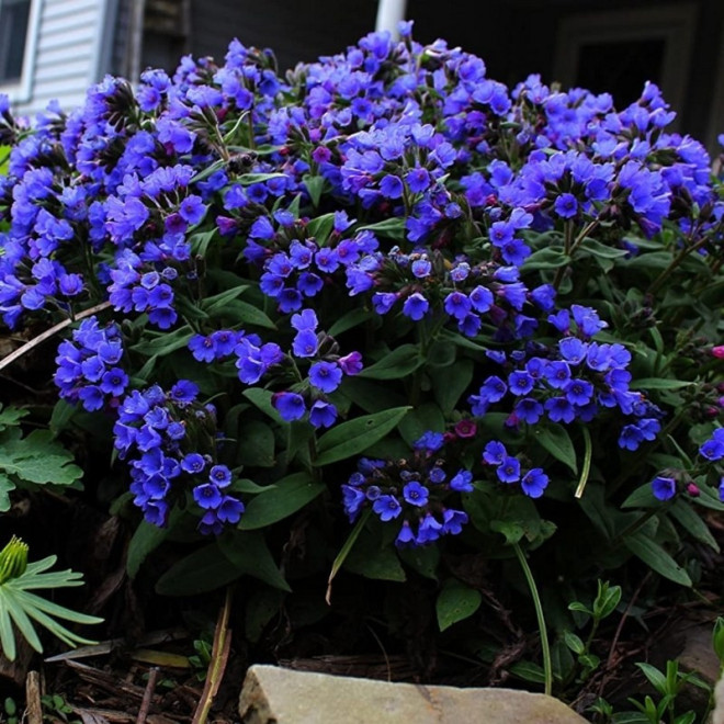 Blue Ensign Miodunka wąskolistna Pulmonaria