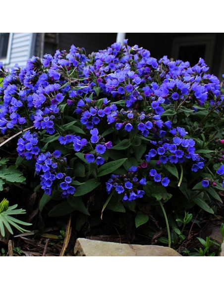 Blue Ensign Miodunka wąskolistna Pulmonaria