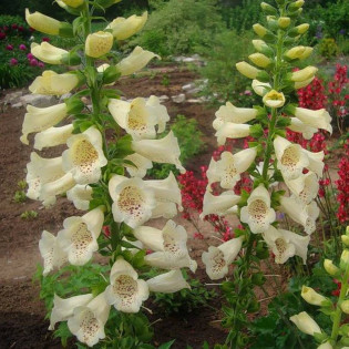 Carillon Naparstnica zwyczajna Digitalis grandiflora