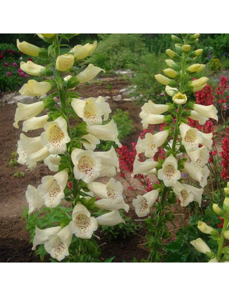 Carillon Naparstnica zwyczajna Digitalis grandiflora
