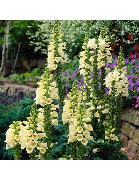 Naparstnica zwyczajna Carillon Digitalis grandiflora