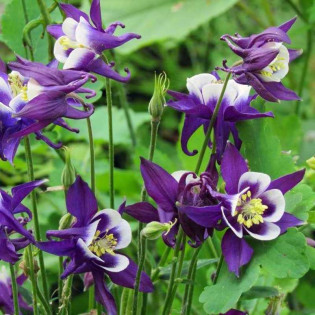 Orlik ogrodowy Jewel Blue Aquilegia hybrida