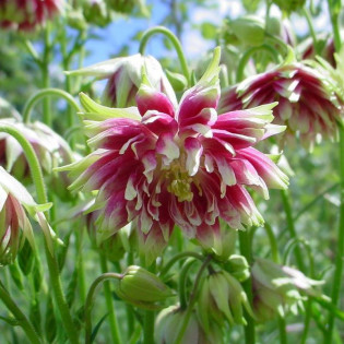 Nora Barlow Orlik pospolity Aquilegia vulgaris