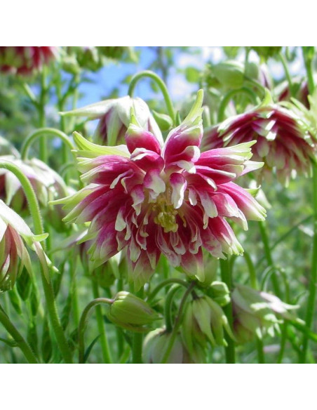 Nora Barlow Orlik pospolity Aquilegia vulgaris