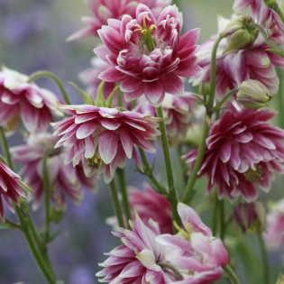 Nora Barlow Orlik pospolity Aquilegia vulgaris 2