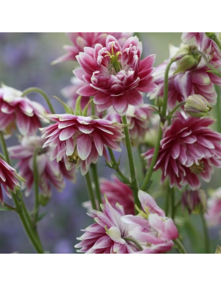 Orlik pospolity Nora Barlow Aquilegia vulgaris