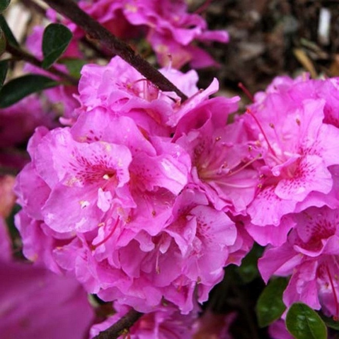 Azalia japońska Thekla Rhododendron obtusum