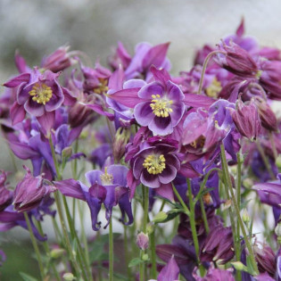 Orlik wachlarzowaty Jewel Deep Purple Aquilegia flabellata