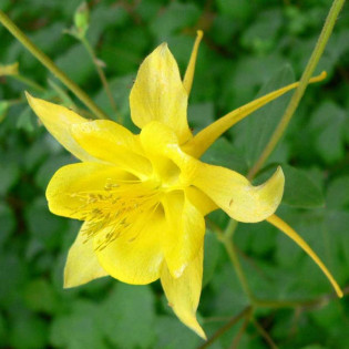 Orlik złocisty Aquilegia chrysanthea