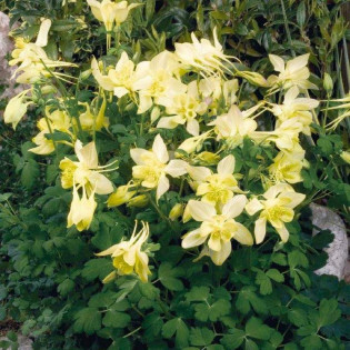Orlik złocisty Aquilegia chrysanthea 2