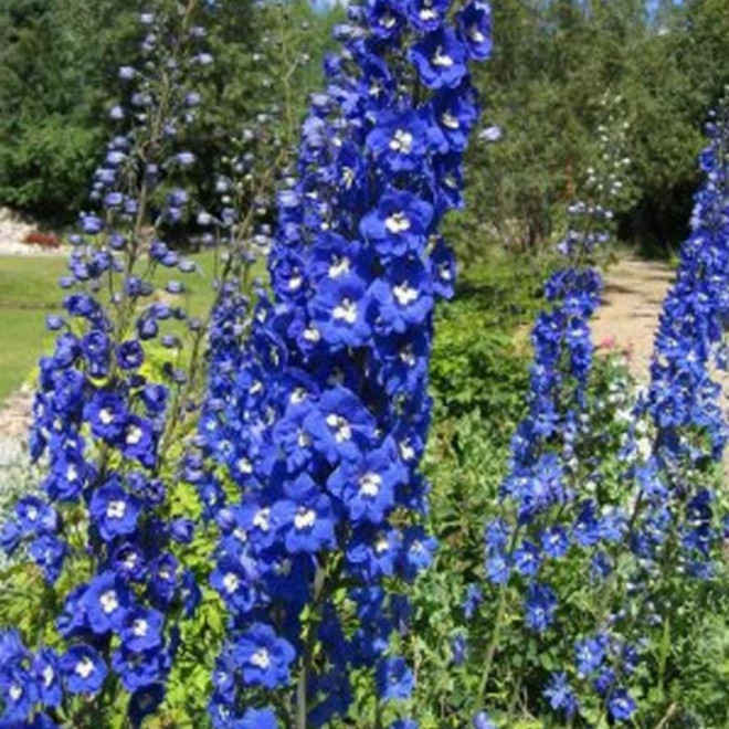 King Arthur Ostróżka ogrodowa Delphinium