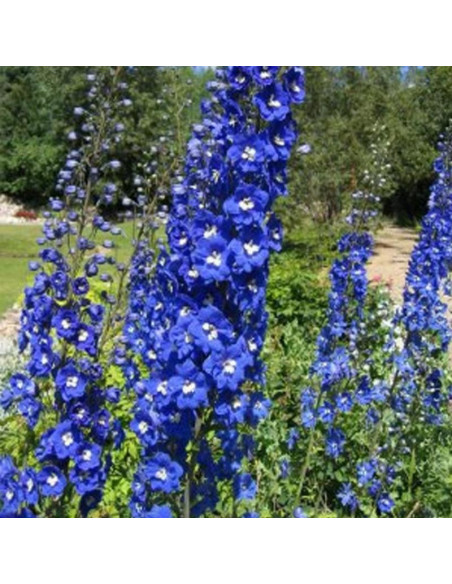 King Arthur Ostróżka ogrodowa Delphinium