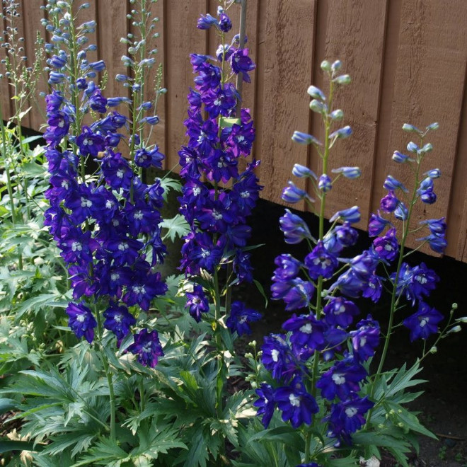 Ostróżka ogrodowa King Arthur Delphinium