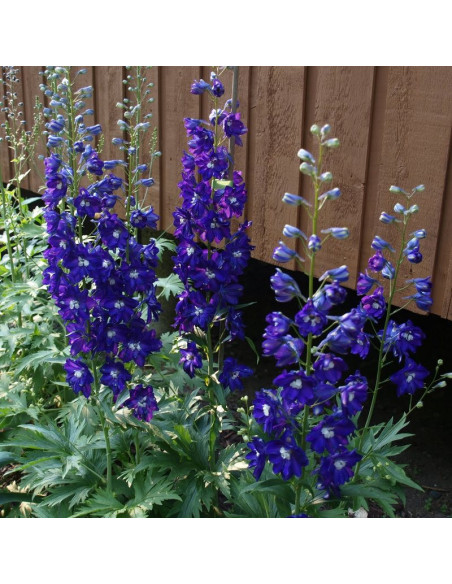 Ostróżka ogrodowa King Arthur Delphinium