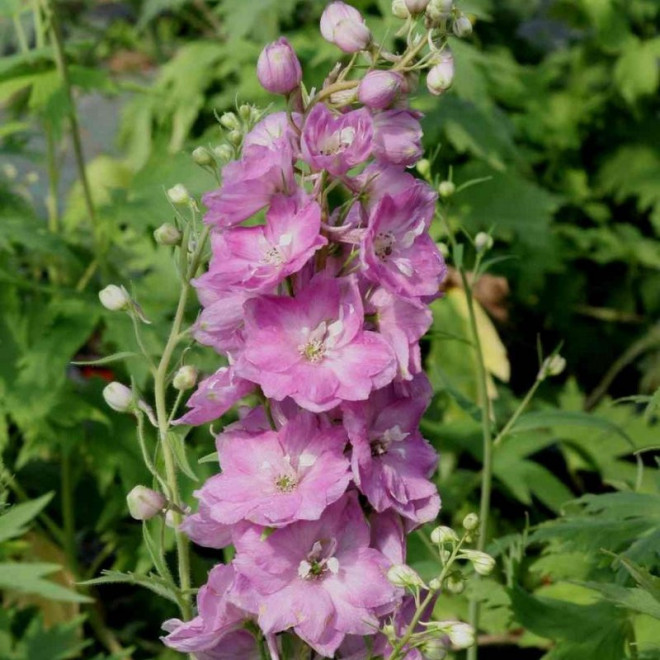 Ostróżka Pacific Giant Astolat Delphinium colt.