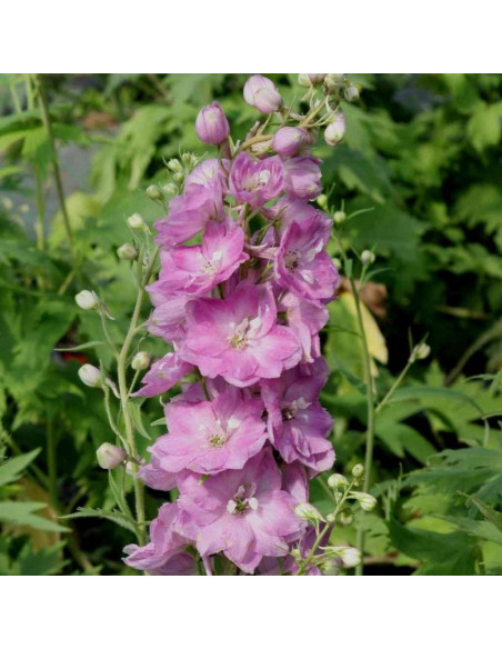 Ostróżka Pacific Giant Astolat Delphinium colt.