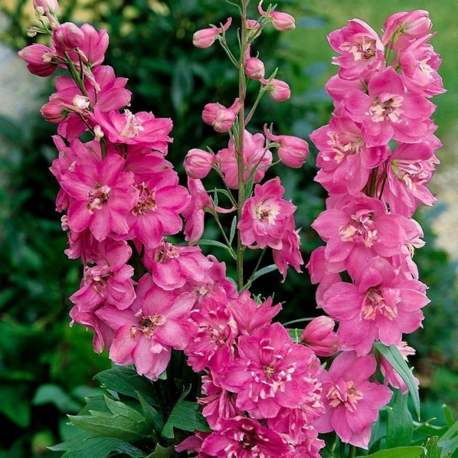 Astolat Ostróżka Pacific Giant Delphinium colt.