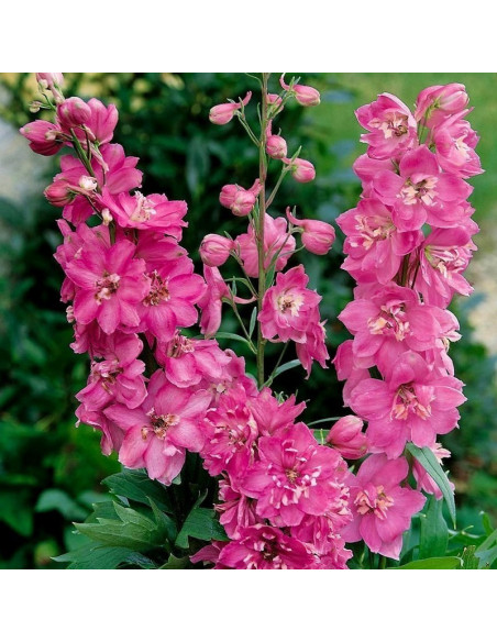 Astolat Ostróżka Pacific Giant Delphinium colt.